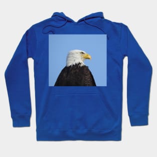 Bald eagle, wildlife, gifts, birds, eagles Hoodie